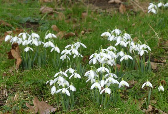 Snowdrops