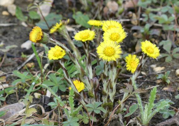 Coltsfoot