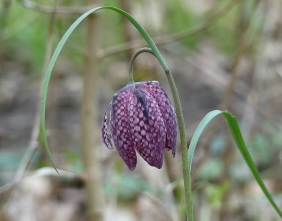 Snake's Head Fritillary