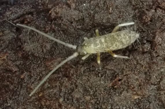 Springtail