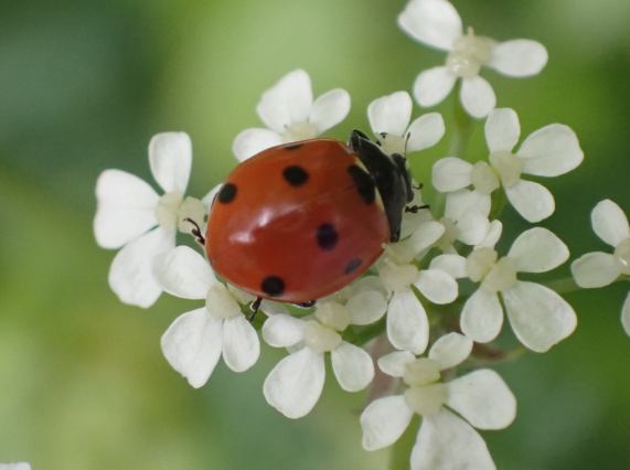 7-spot Ladybird on Cow Parsley