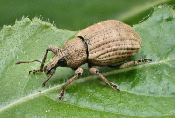 Weevil - Barynotus moerens