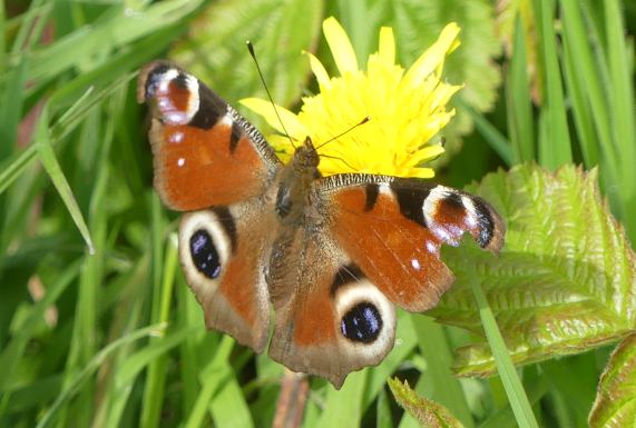 Peacock butterfly