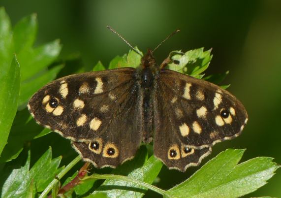 Speckled Wood butterfly