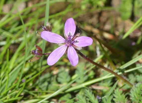 Storksbill