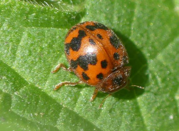 24-spot Ladybird