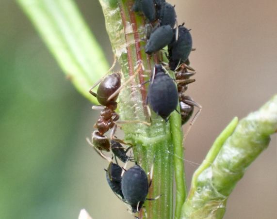 Ants
                  tending Aphids