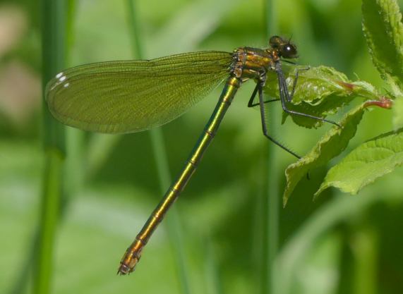 Bended Demoiselle