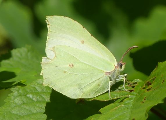 Brimstone butterfly