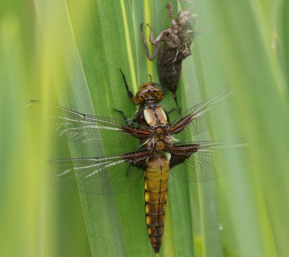 Broad-bodied Chaser dragonfly