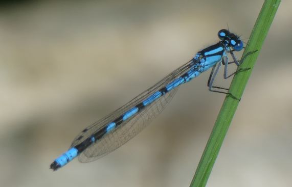 Common Blue Damselfly