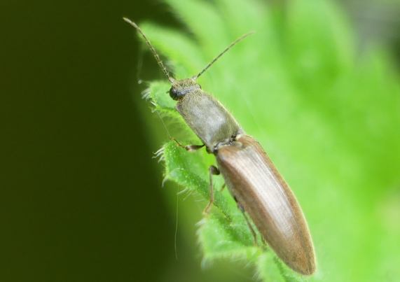 Common Click Beetle