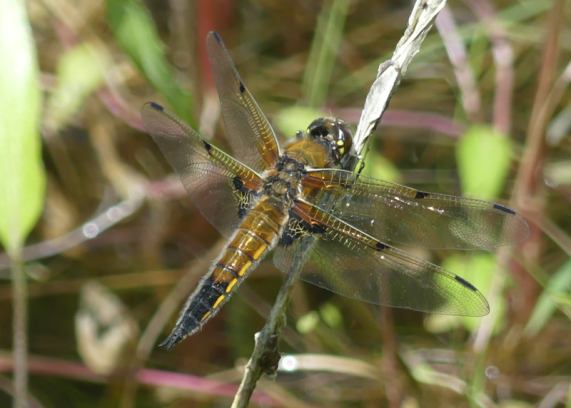 Four-spotted Chaser dragonfly