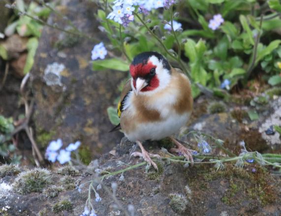 Goldfinch