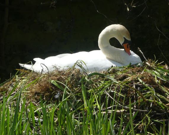 Mute
                  Swan