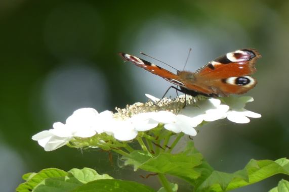 Peacock butterfly