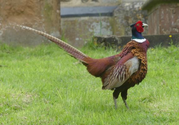 Pheasant