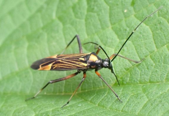 Plant Bug - Miris striatus