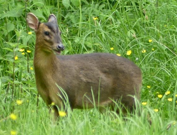 Reeve's Muntjac deer