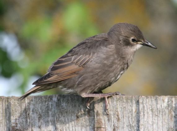 Young
                  Starling