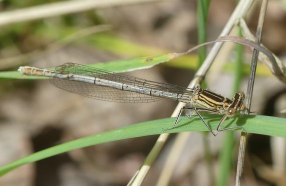 White-legged Damselfly