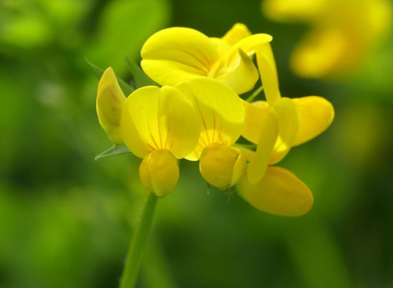 Bird's Foot Trefoil