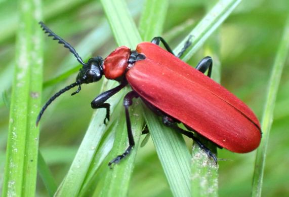 Black-headed Cardinal Beetle