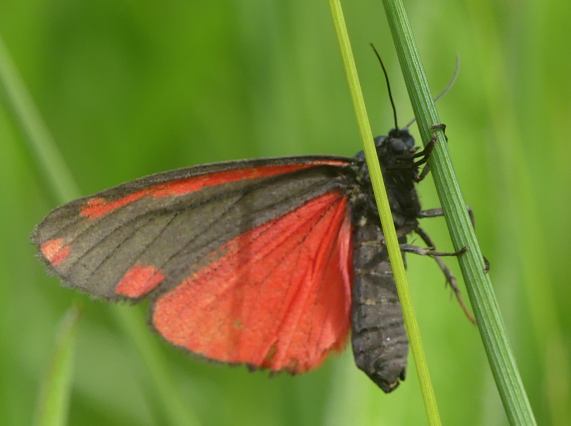 Cinnabar Moth