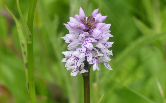 Common Spotted Orchid