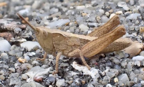 Grasshopper nymph