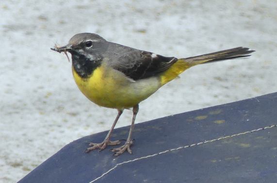 Grey
                  Wagtail