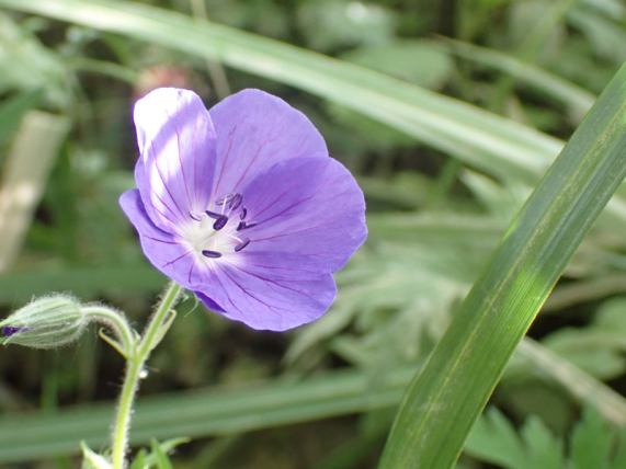 Meadow Cranesbill