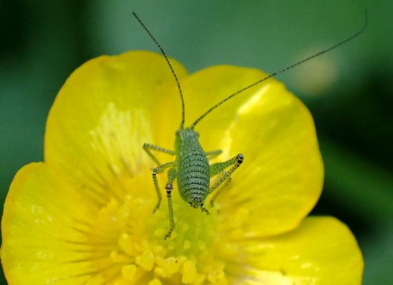 Speckled Bush-cricket nymph