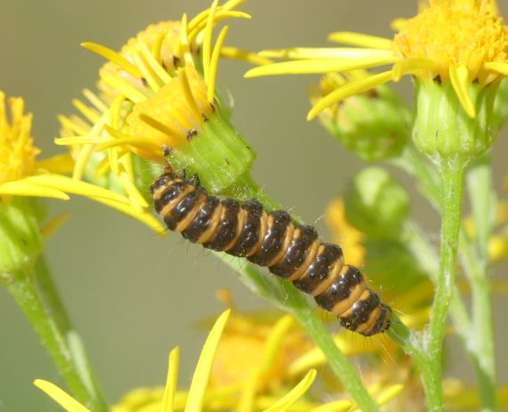 Cinnabar Moth larva