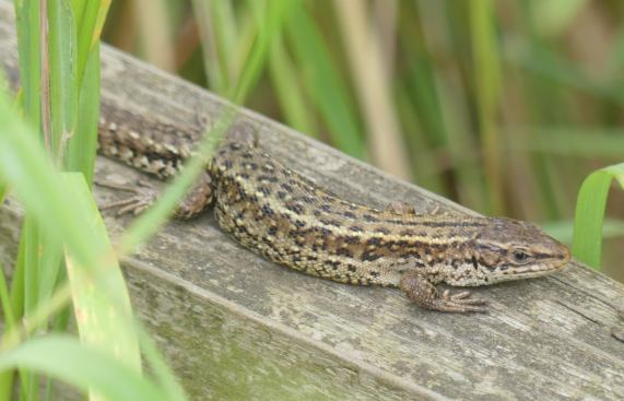 Common Lizard