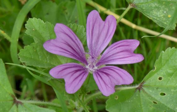 Common Mallow