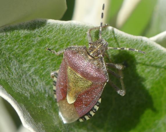 Hairy Shieldbug