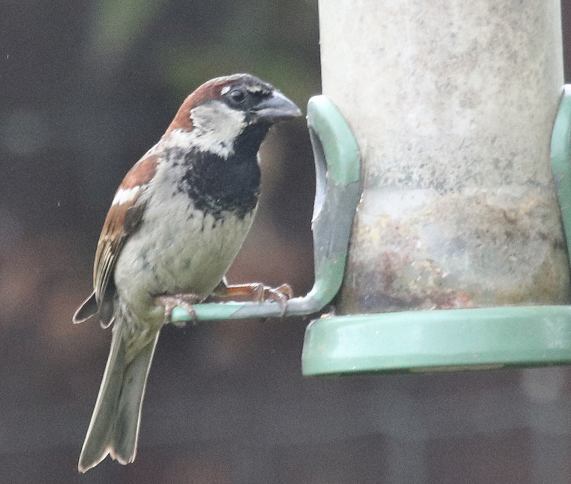 House
                  Sparrow