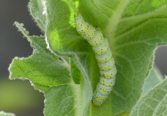 Mullein Moth larva