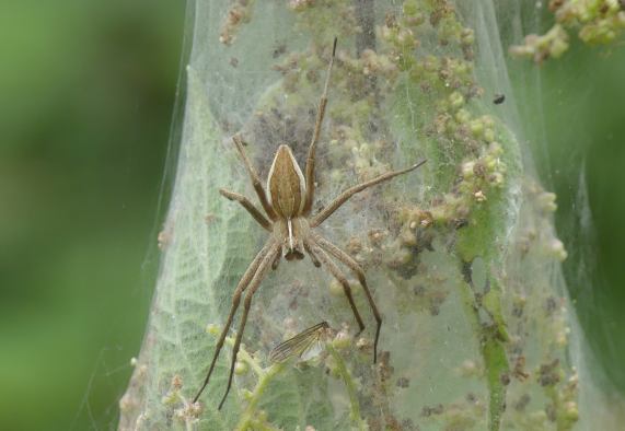 Nurseryweb Spider - Pisaura mirabilis