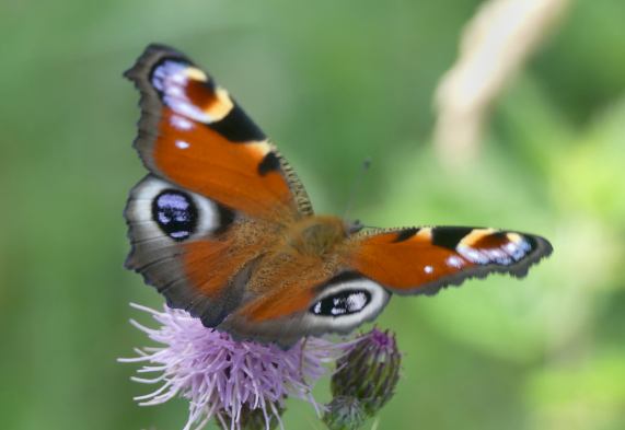 Peacock butterfly