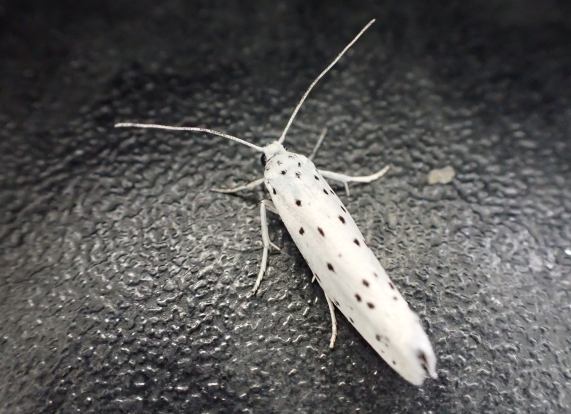 Small Ermine Moth