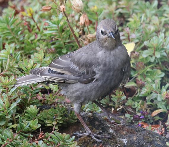 Starling