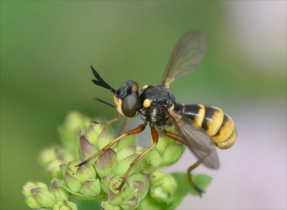 Thick-headed Fly - Conops quadrifasciatus