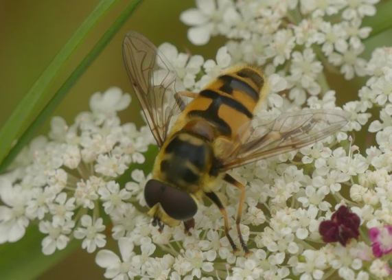 Batman hoverfly