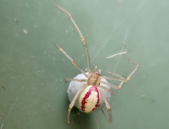 Common Candy-striped Spider