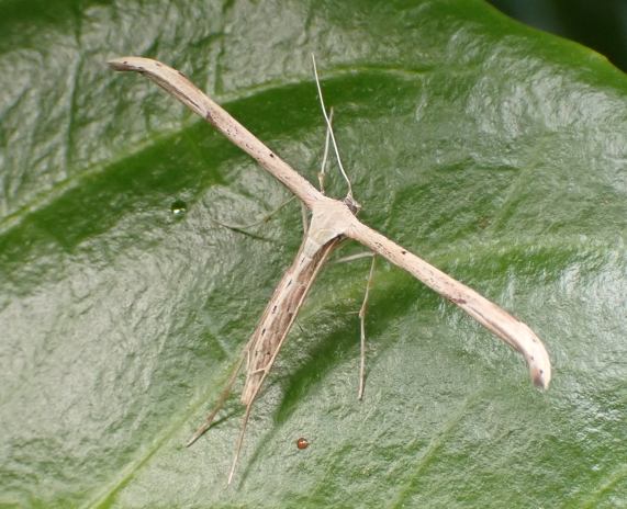 Common Plume Moth