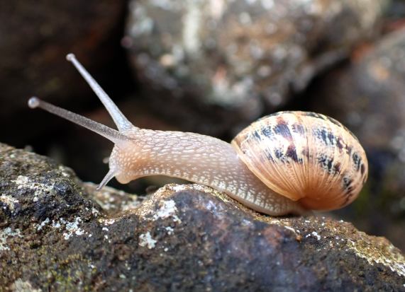 Garden
                  snail