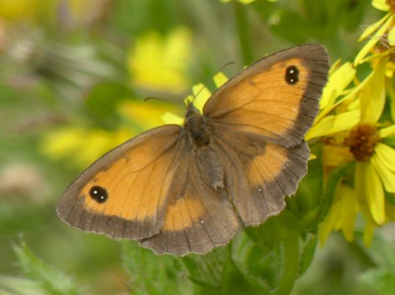 Gatekeeper butterfly