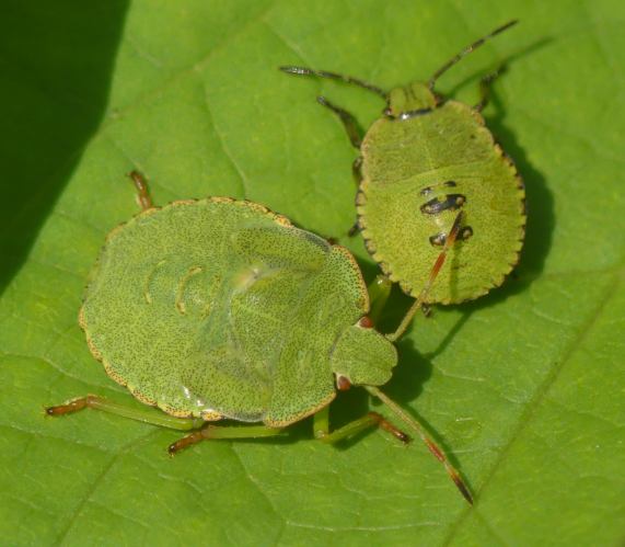 Green Shieldbugs